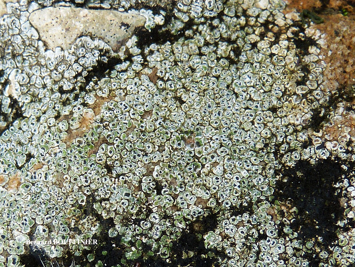 Aspicilia contorta subsp. contorta forme des substrats humides et peu ensoleillés.