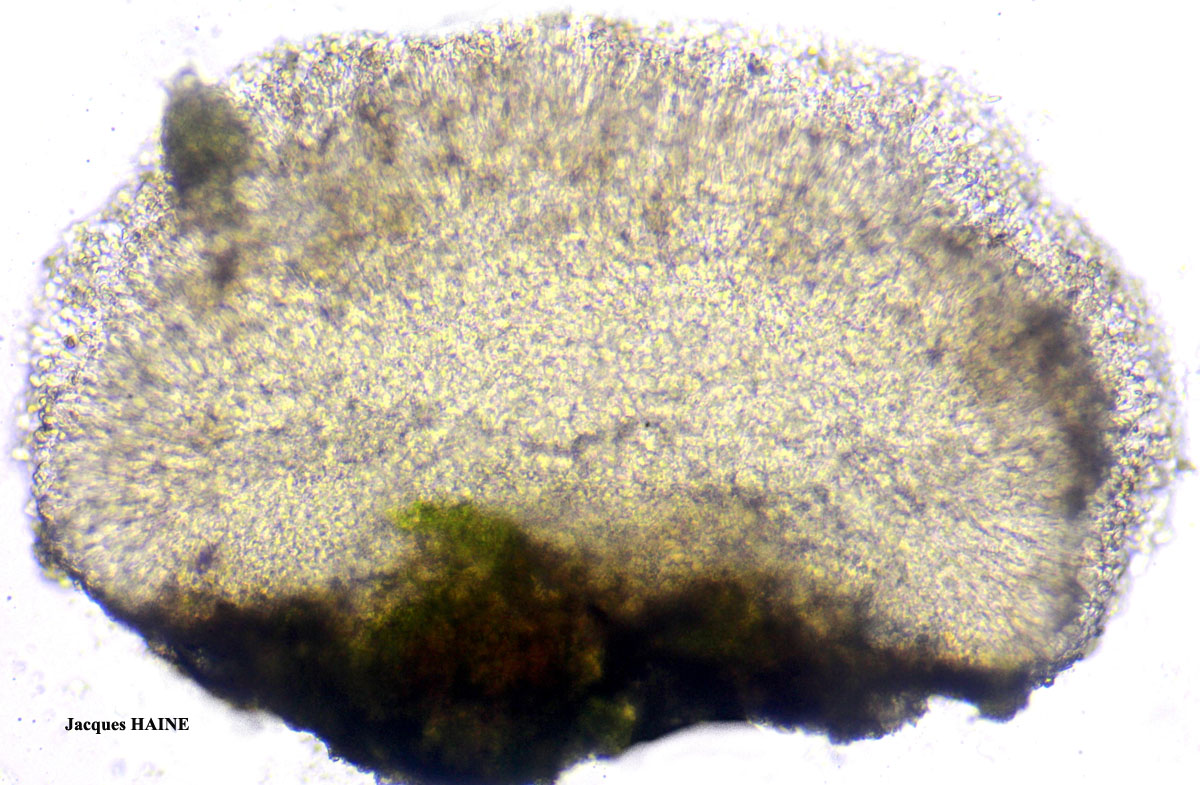 Bacidia fuscoviridis (Anzi) Lettau