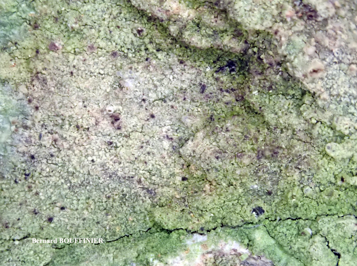 Bacidia fuscoviridis forme stérile.