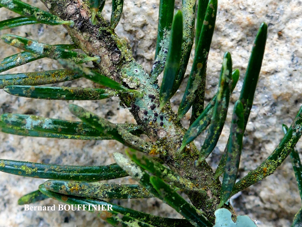 Bacidia laurocerasi forme ramicole.