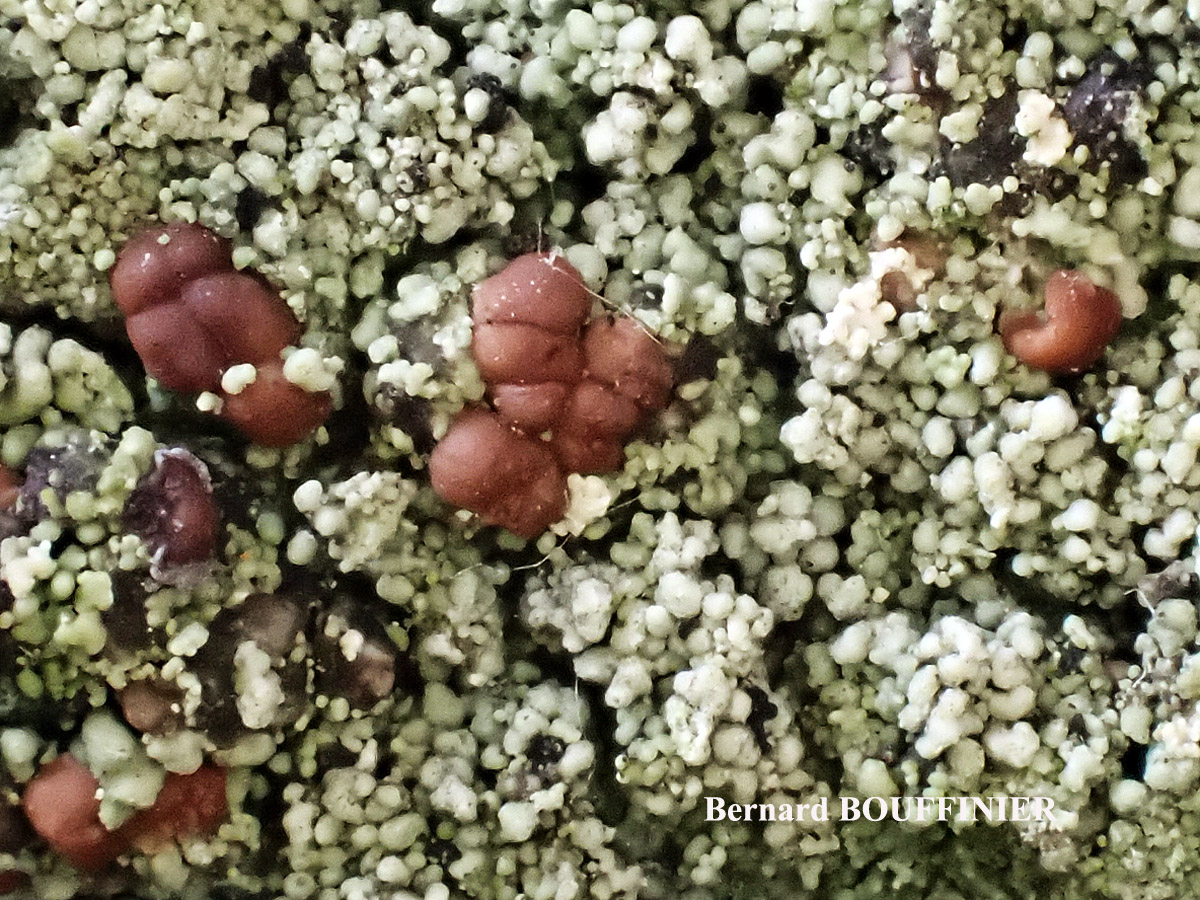 Bacidia rubella forme sur Juniperus.