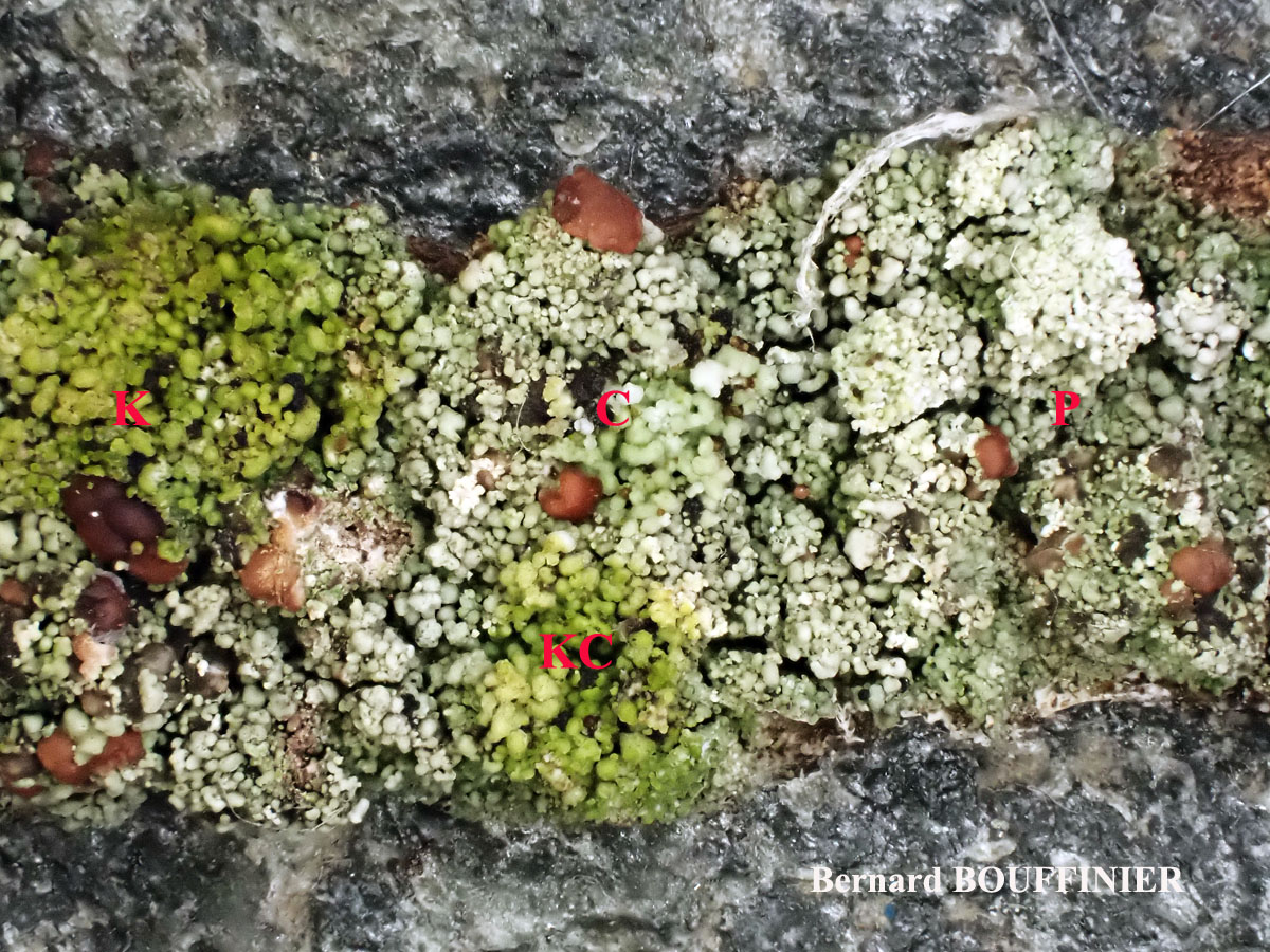 Bacidia rubella forme sur Juniperus.
