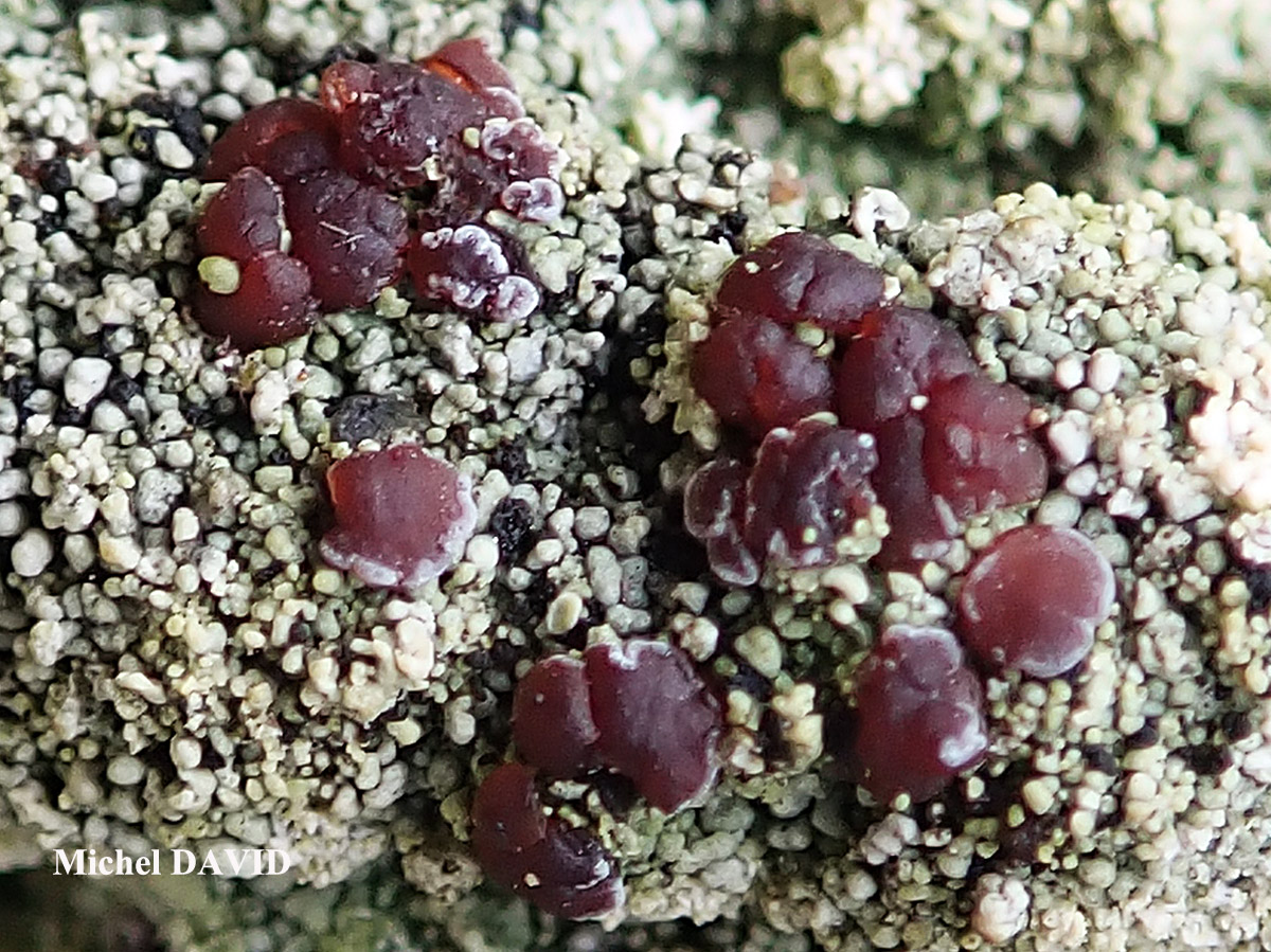 Bacidia rubella forme sur Juniperus.