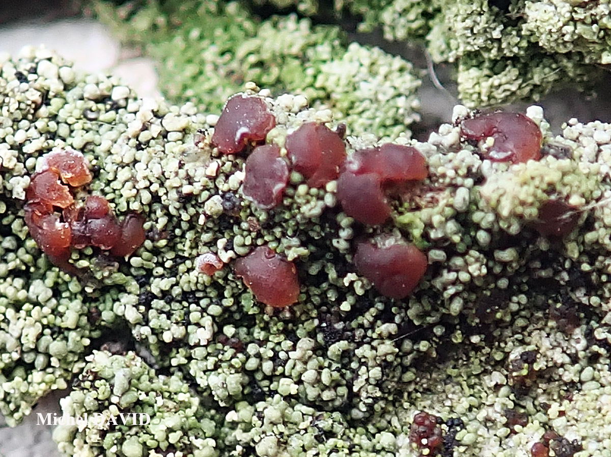 Bacidia rubella forme sur Juniperus.