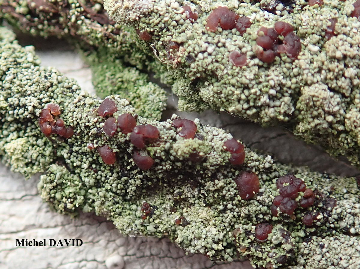 Bacidia rubella forme sur Juniperus.