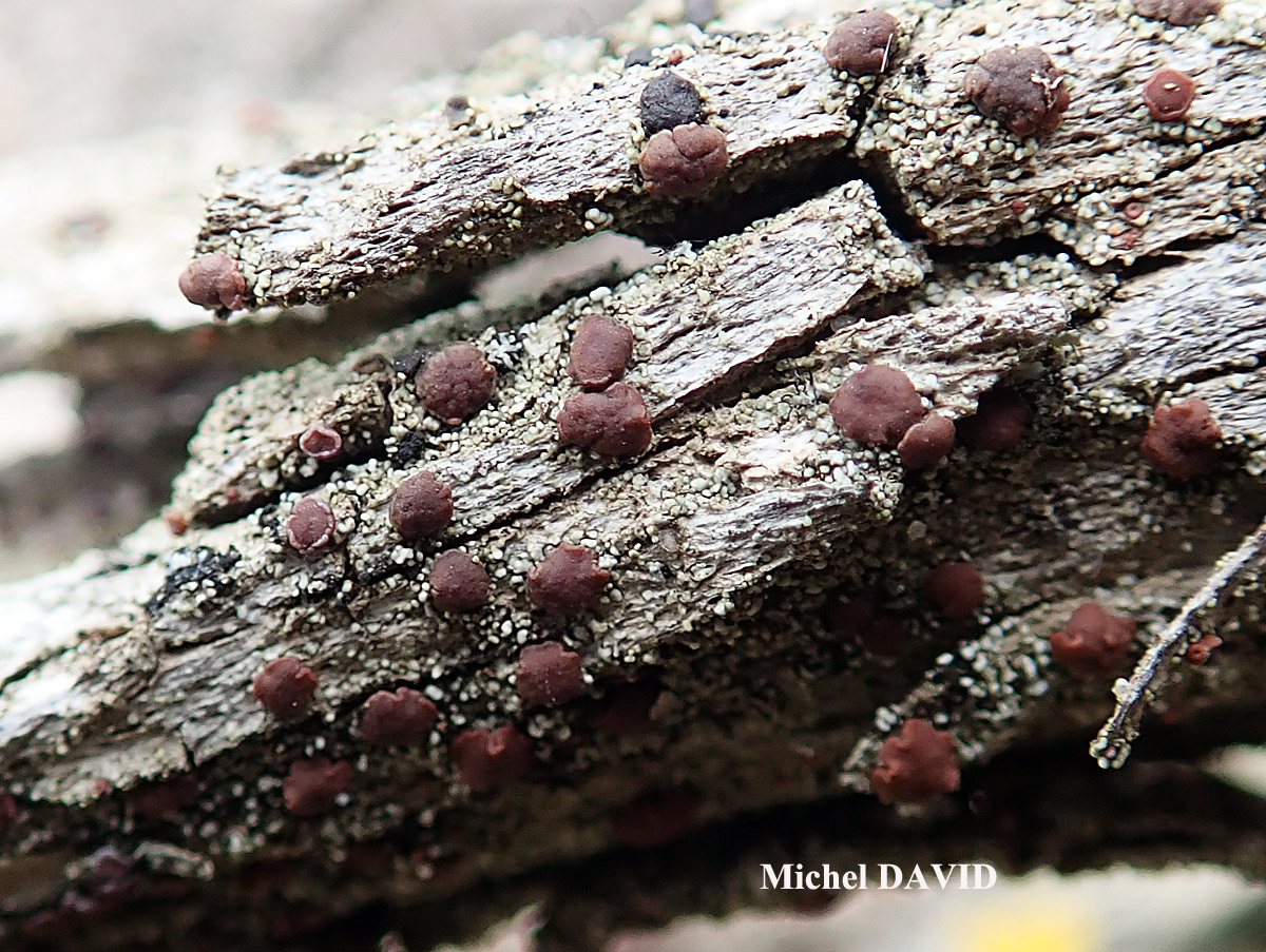 Bacidia rubella forme sur Juniperus.