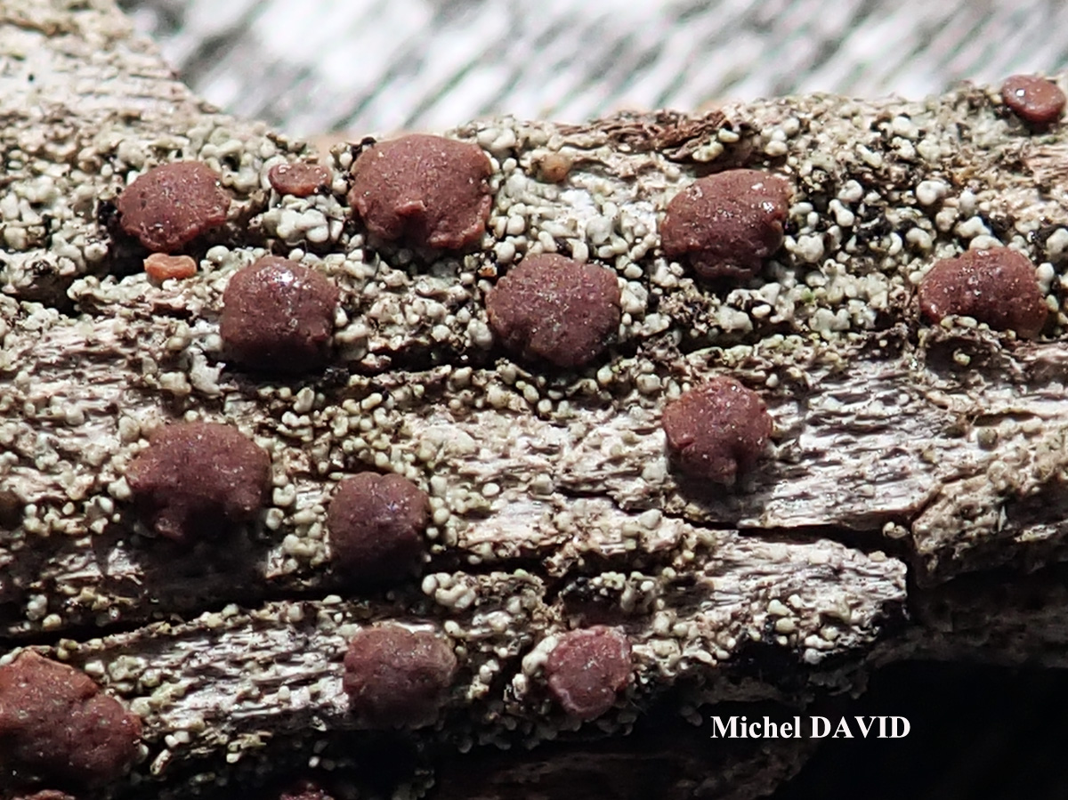 Bacidia rubella forme sur Juniperus.