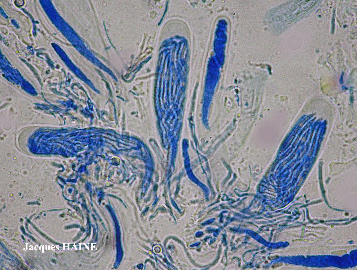 Bacidia rubella forme sur Juniperus.