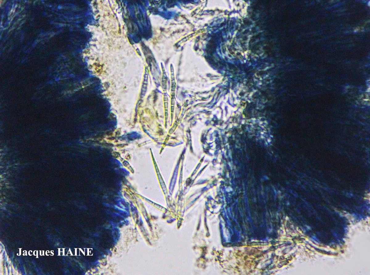 Bacidia rubella forme sur Juniperus.