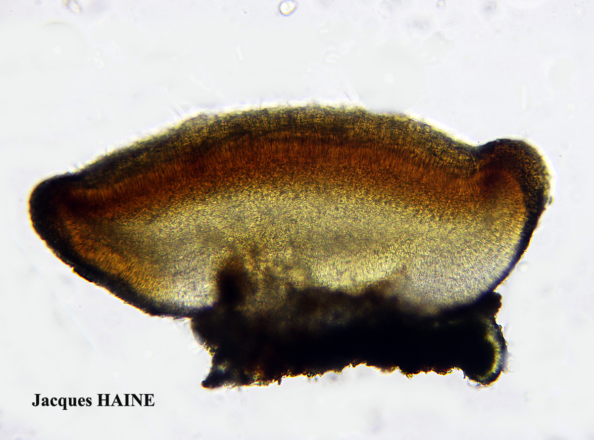 Bacidia rubella forme sur Juniperus.