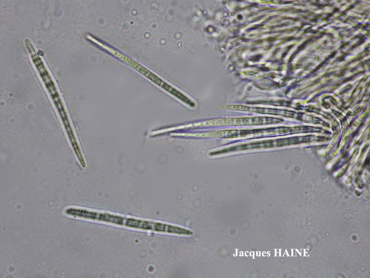 Bacidia rubella forme sur Juniperus.