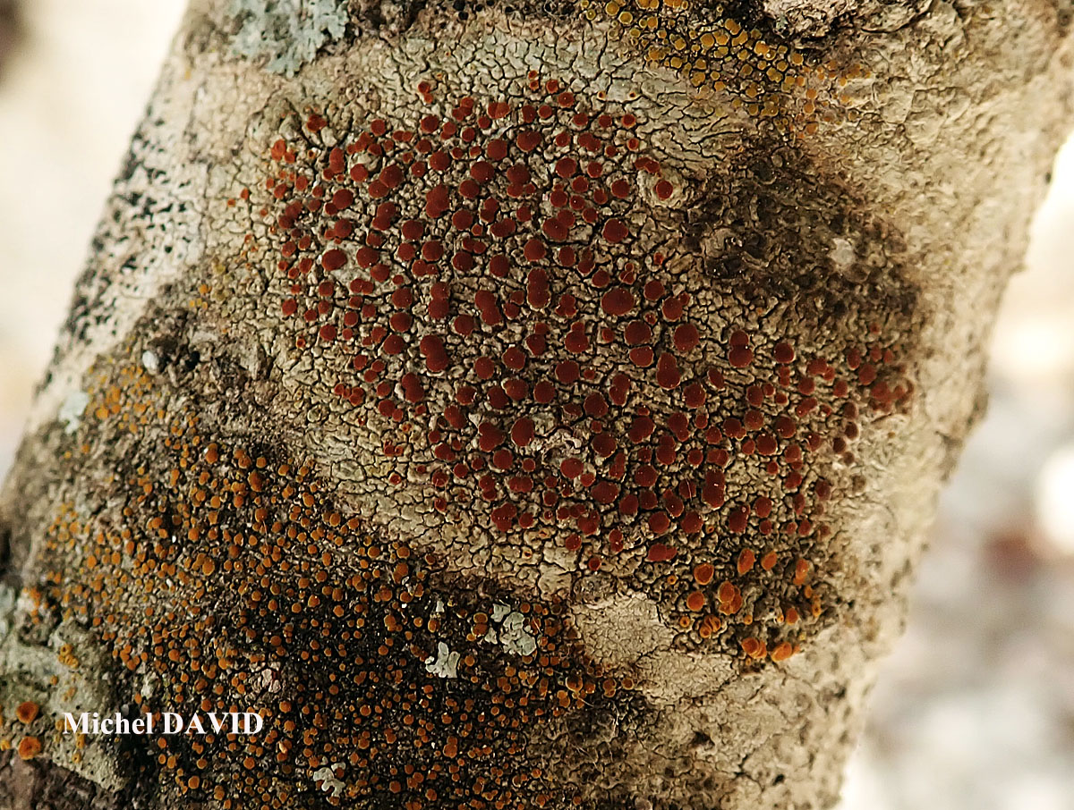 Blastenia xerothermica Vondrak, Arup & I.V. Frolov Cf.