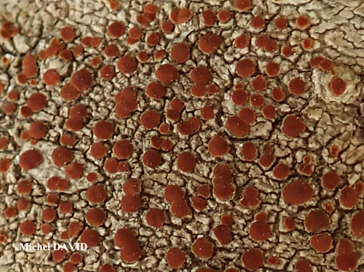 Blastenia xerothermica Vondrak, Arup & I.V. Frolov Cf.