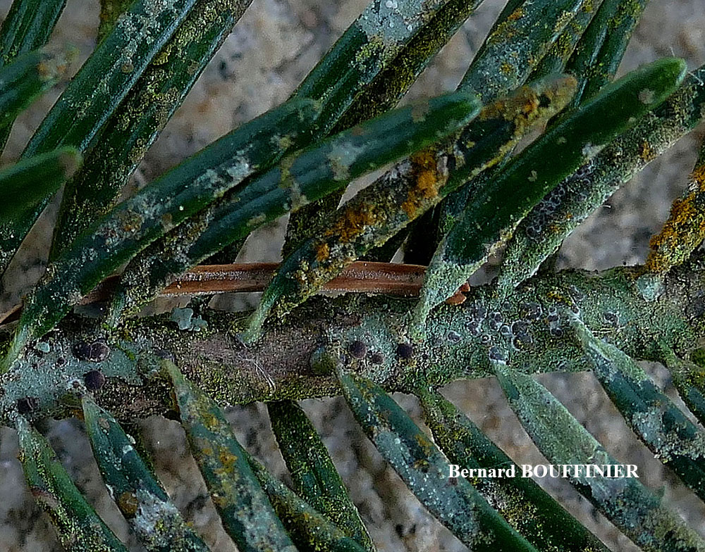 Byssoloma subdiscordans (Nyl.) P. James forme foliicole.