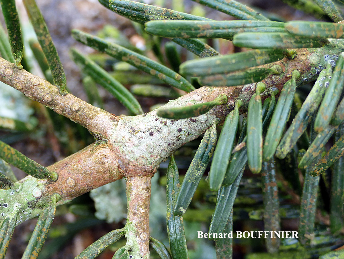 Bacidia laurocerasi forme ramicole.