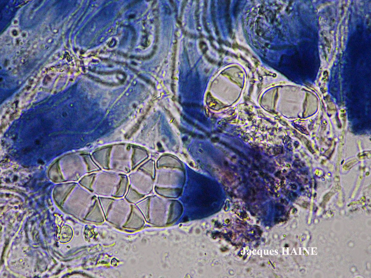 Caloplaca aquensis Houmeau & Cl. Roux