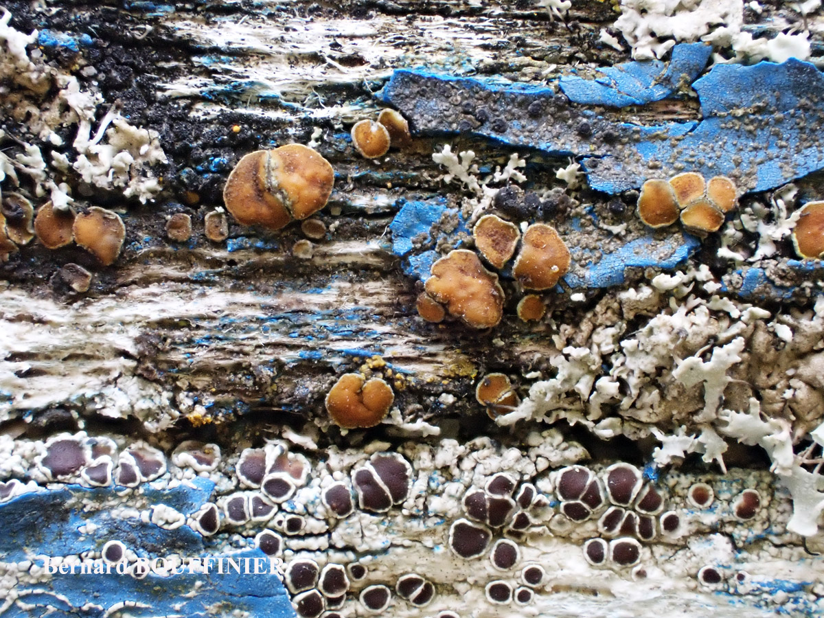 Caloplaca cerina forme lignicole sur bois peint.
