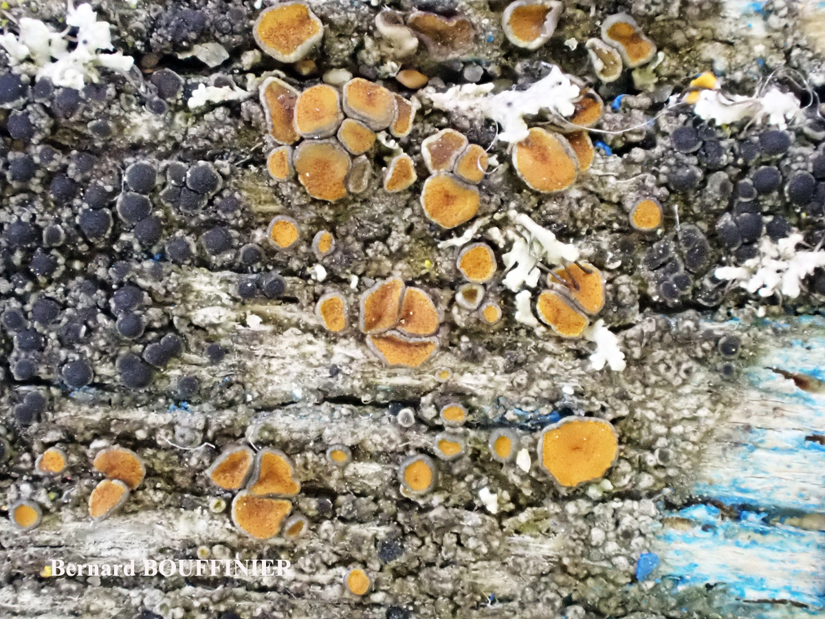 Caloplaca cerina forme lignicole sur bois peint.