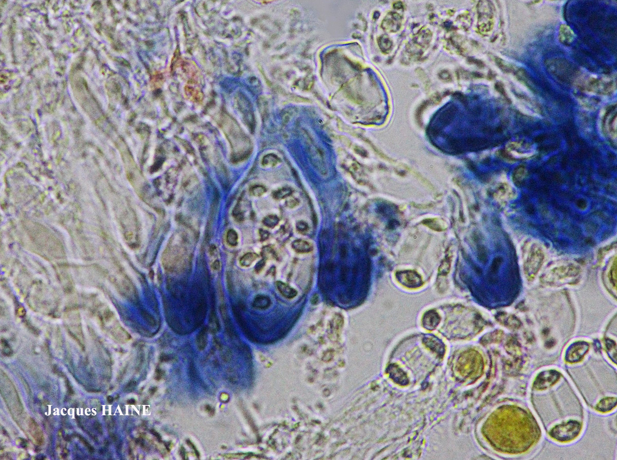 Caloplaca cerina forme ramicole.