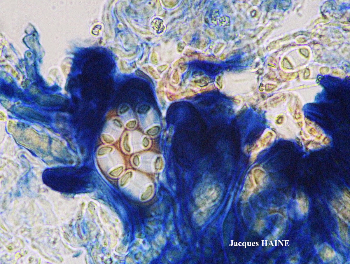 Caloplaca cerina forme ramicole.