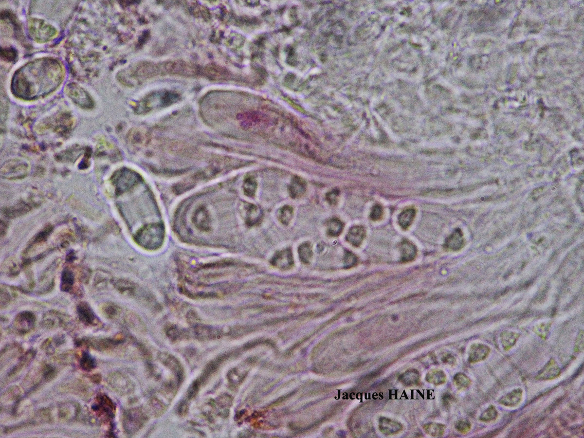 Caloplaca cerina forme ramicole.