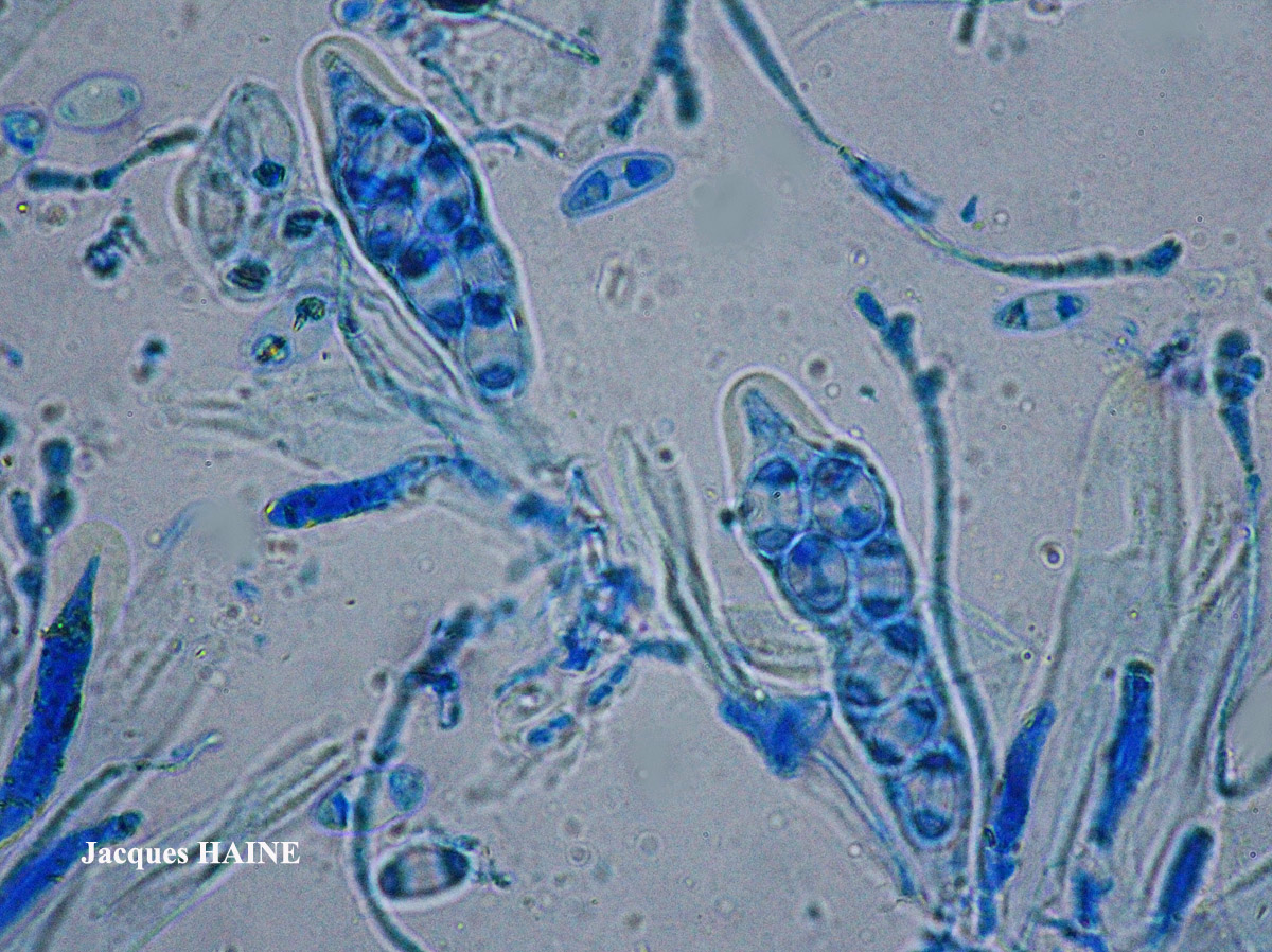 Caloplaca cerina forme ramicole.