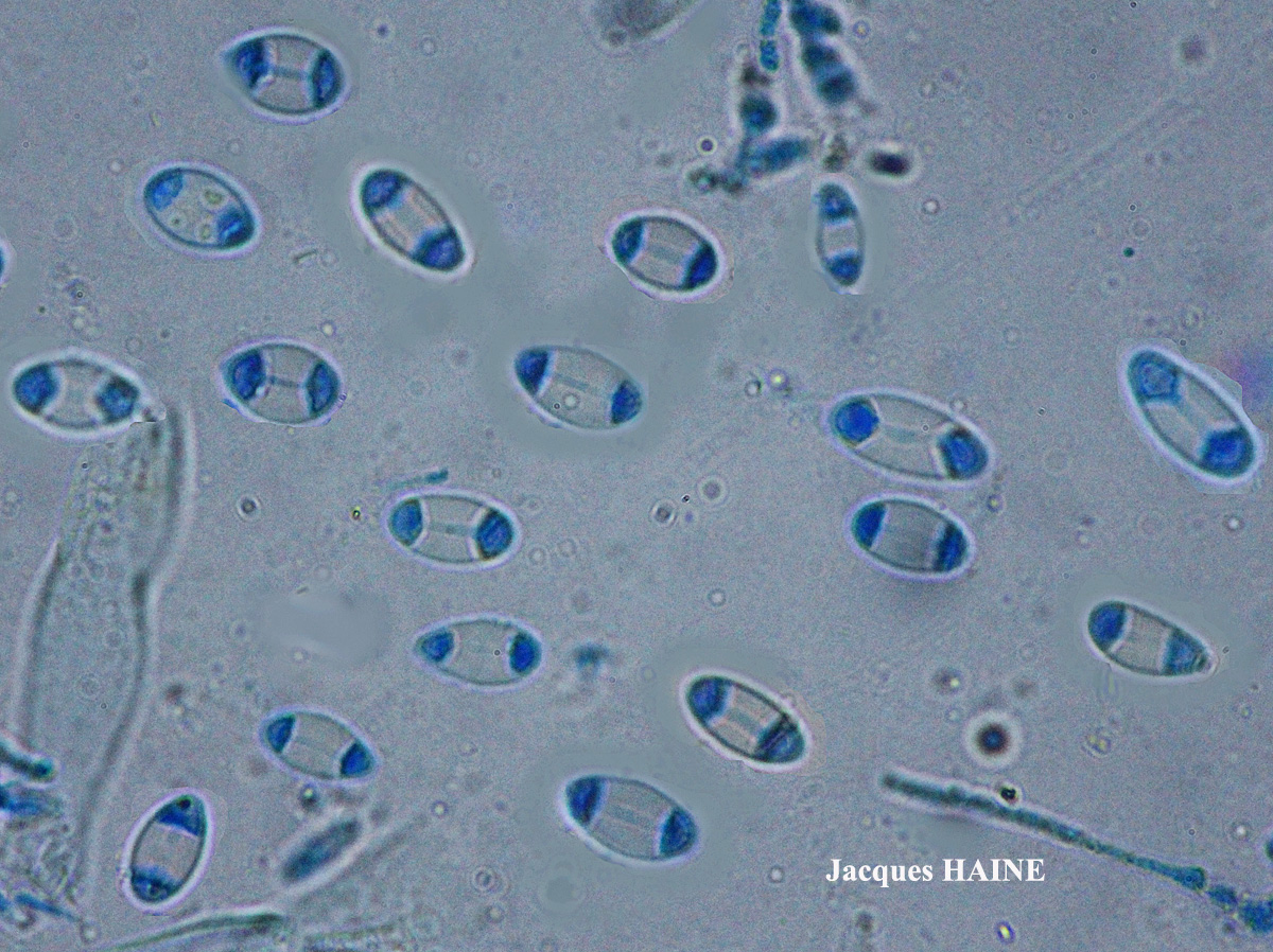 Caloplaca cerina forme ramicole.