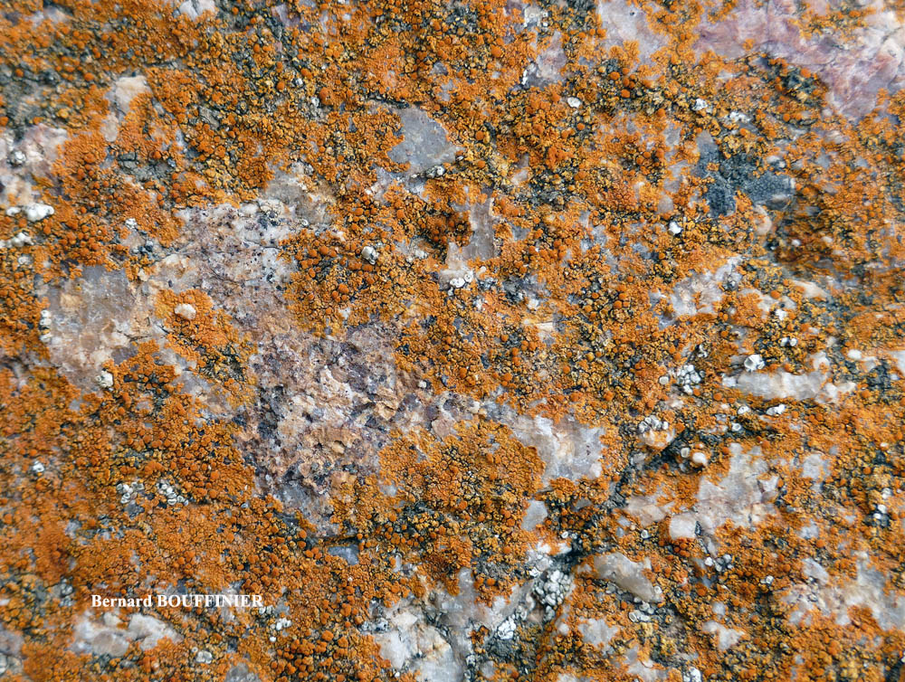 Flavoplaca ora (Poelt & Nimis) Arup, Fröden & Sochting
= Caloplaca ora Poelt & Nimis