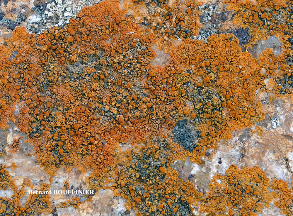 Flavoplaca ora (Poelt & Nimis) Arup, Fröden & Sochting
= Caloplaca ora Poelt & Nimis