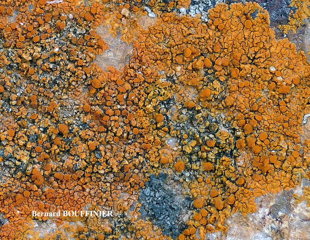 Flavoplaca ora (Poelt & Nimis) Arup, Fröden & Sochting
= Caloplaca ora Poelt & Nimis