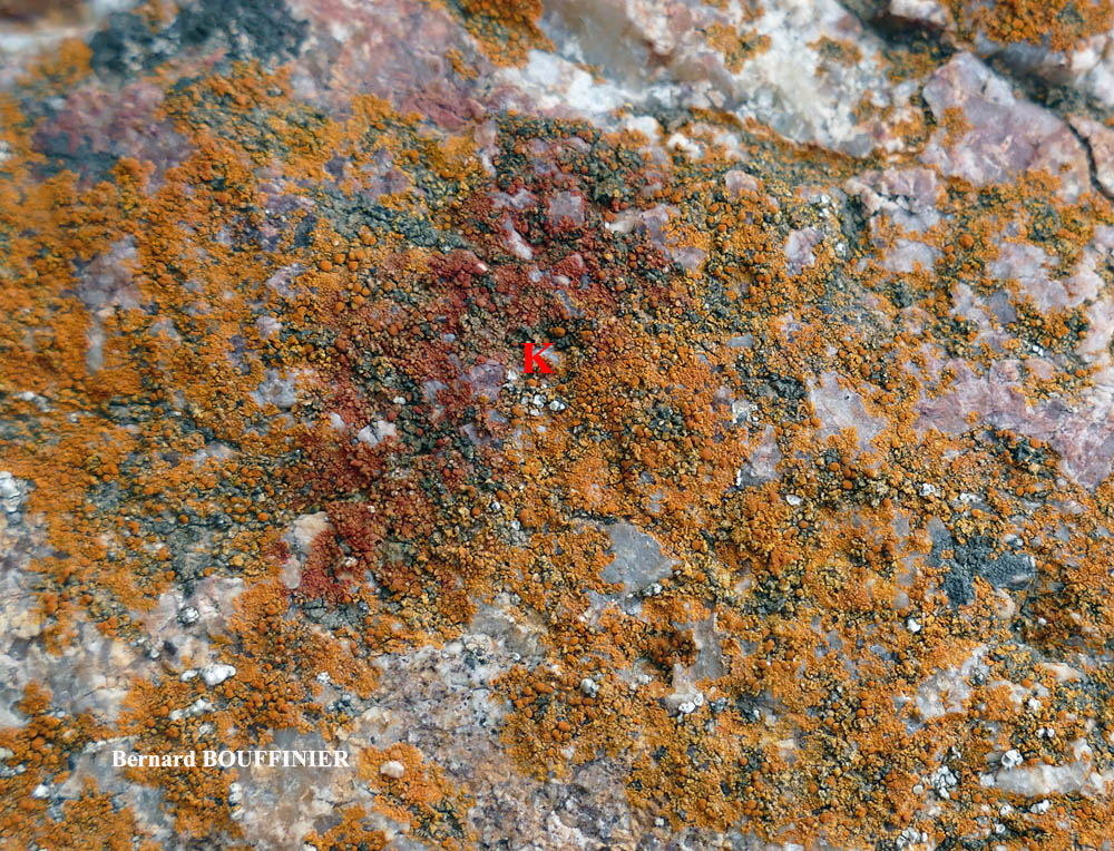 Flavoplaca ora (Poelt & Nimis) Arup, Fröden & Sochting
= Caloplaca ora Poelt & Nimis