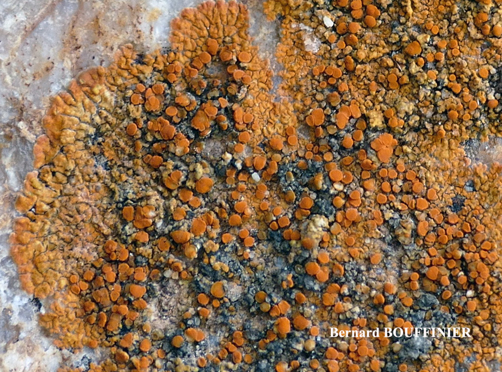 Flavoplaca ora (Poelt & Nimis) Arup, Fröden & Sochting
= Caloplaca ora Poelt & Nimis
