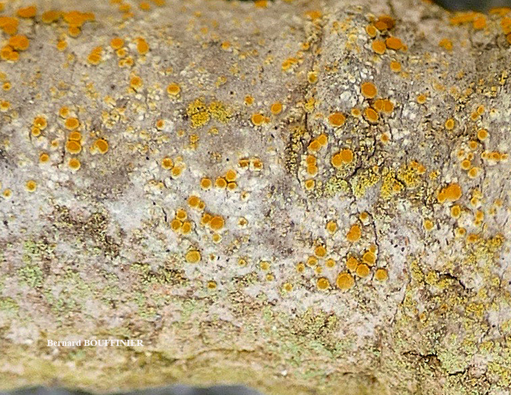 Caloplaca phlogina (Ach.) Flagey morphotype maritime.