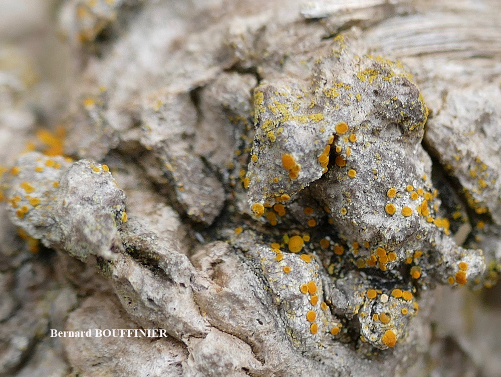 Caloplaca phlogina (Ach.) Flagey morphotype maritime.