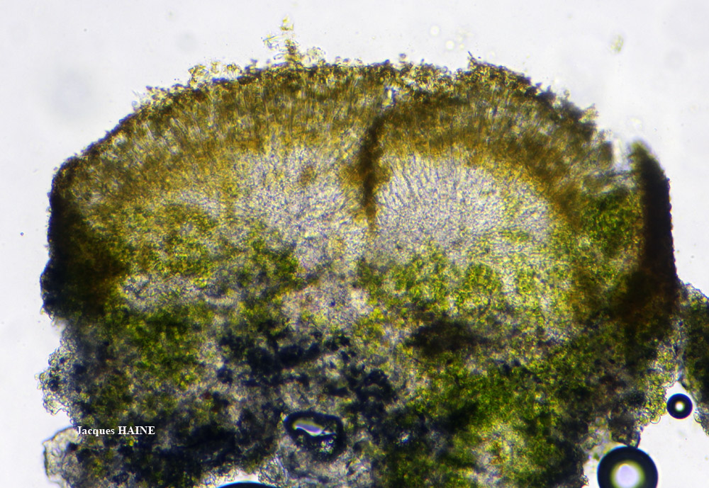 Caloplaca phlogina (Ach.) Flagey morphotype maritime.