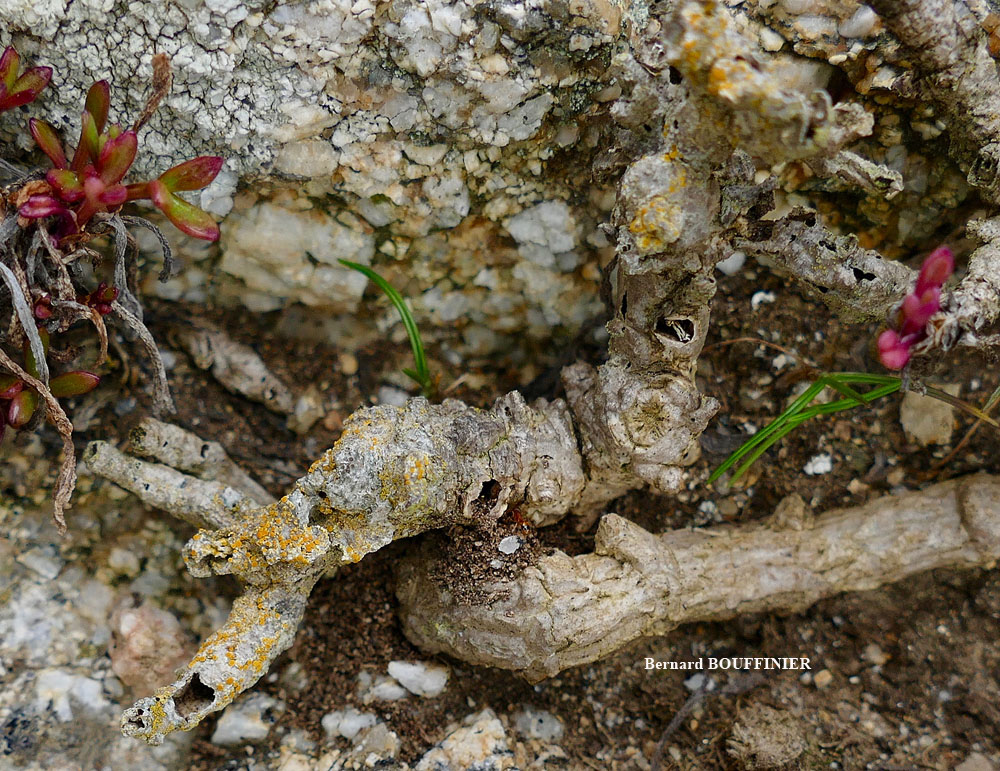 Caloplaca phlogina (Ach.) Flagey morphotype maritime.