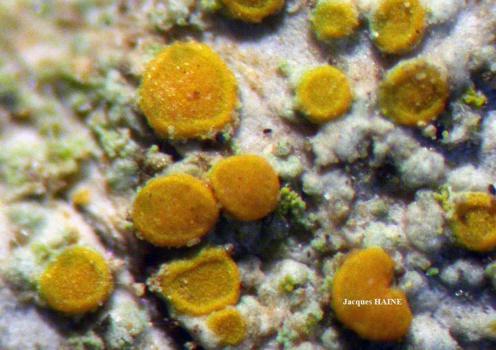 Caloplaca phlogina (Ach.) Flagey morphotype maritime.