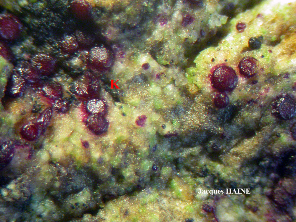 Caloplaca phlogina (Ach.) Flagey morphotype maritime.