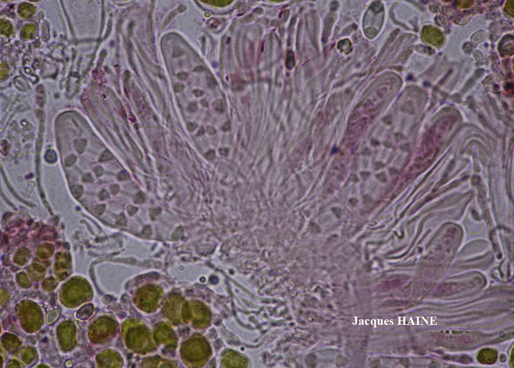 Caloplaca phlogina (Ach.) Flagey morphotype maritime.