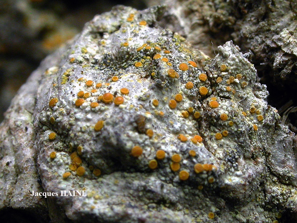 Caloplaca phlogina (Ach.) Flagey morphotype maritime.
