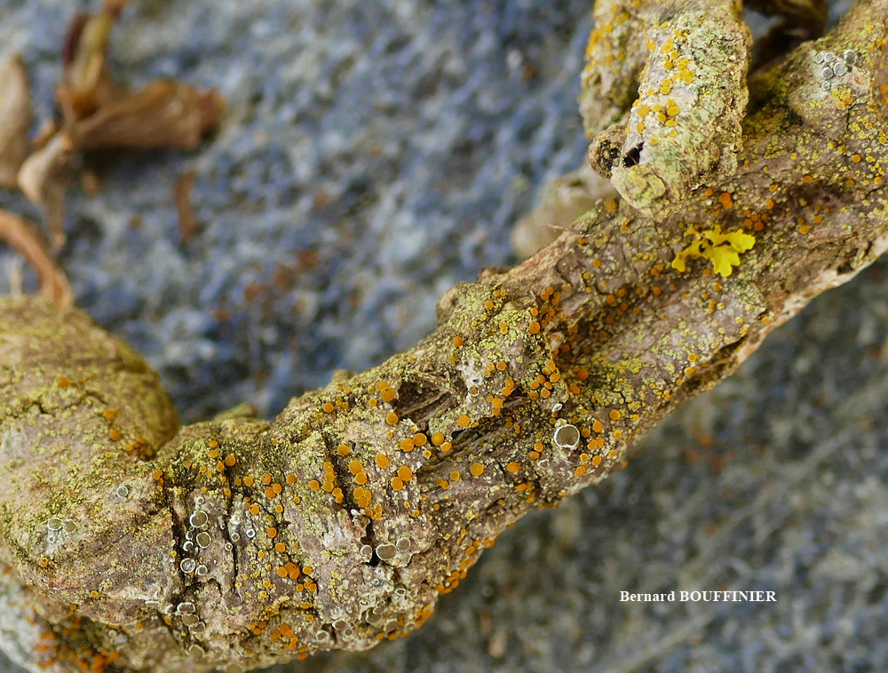 Caloplaca phlogina (Ach.) Flagey morphotype maritime.