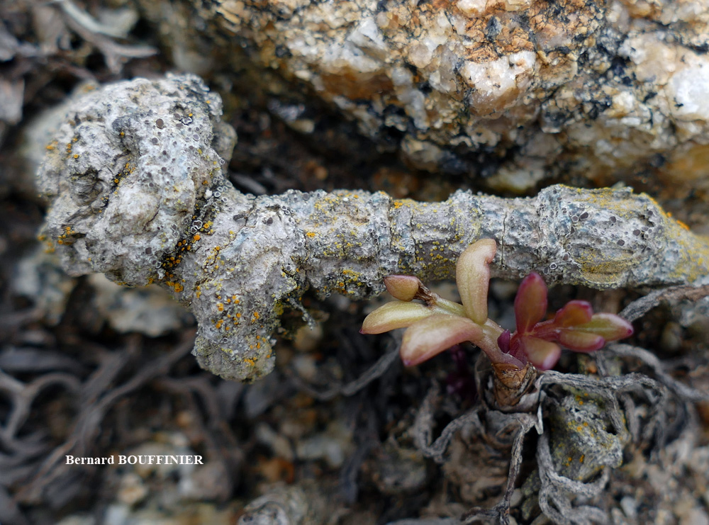 Caloplaca phlogina (Ach.) Flagey morphotype maritime.