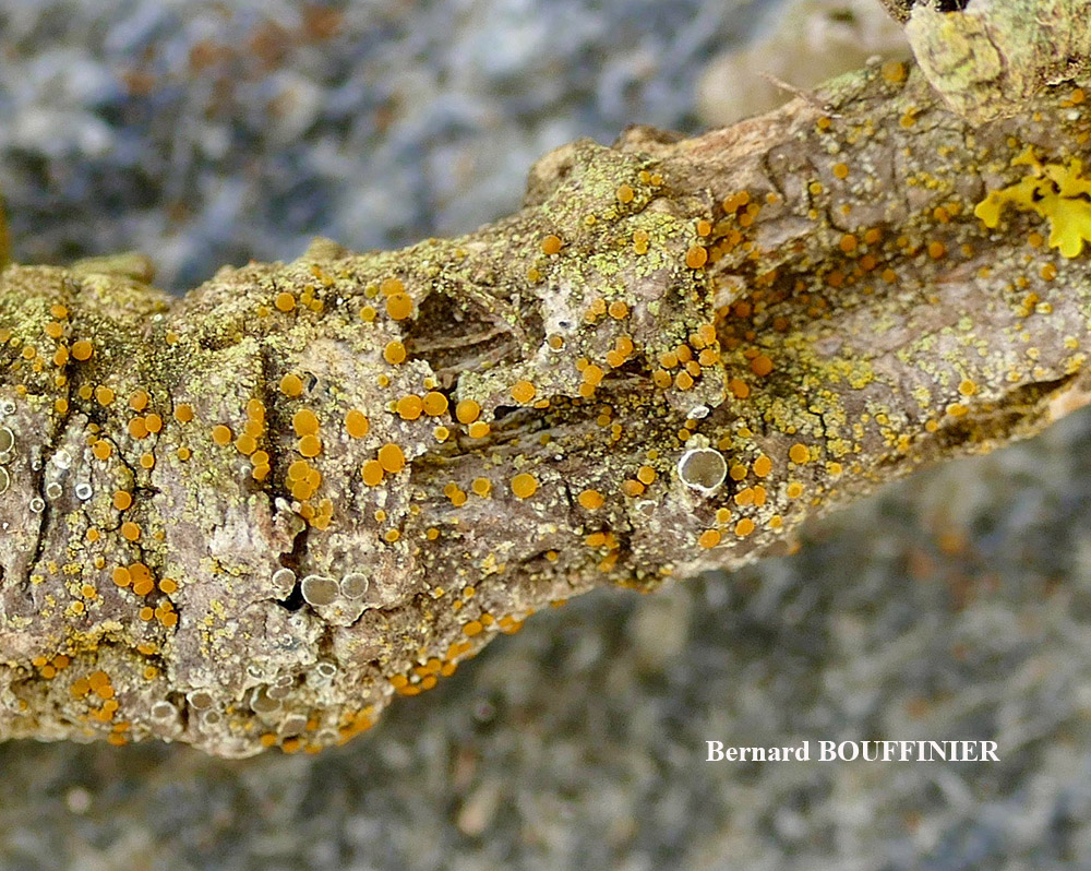 Caloplaca phlogina (Ach.) Flagey morphotype maritime.