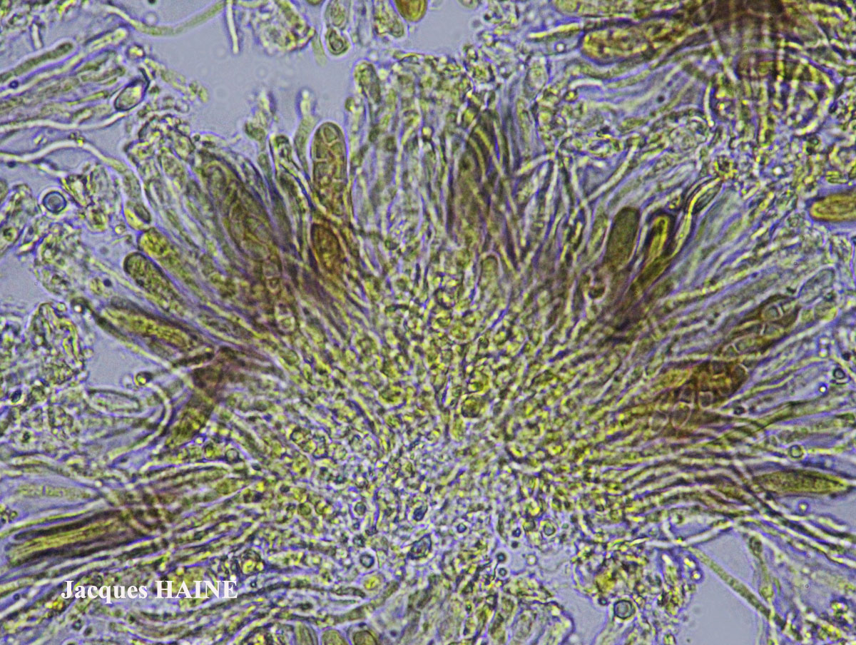 Candelariella aurella Cf. forme corticole.
