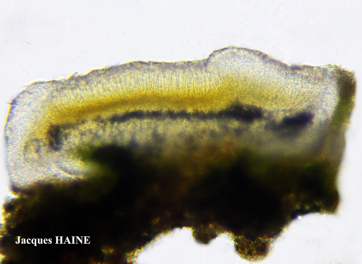 Candelariella aurella Cf. forme corticole.