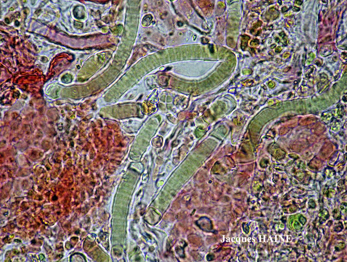 Candelariella aurella Cf. forme corticole.