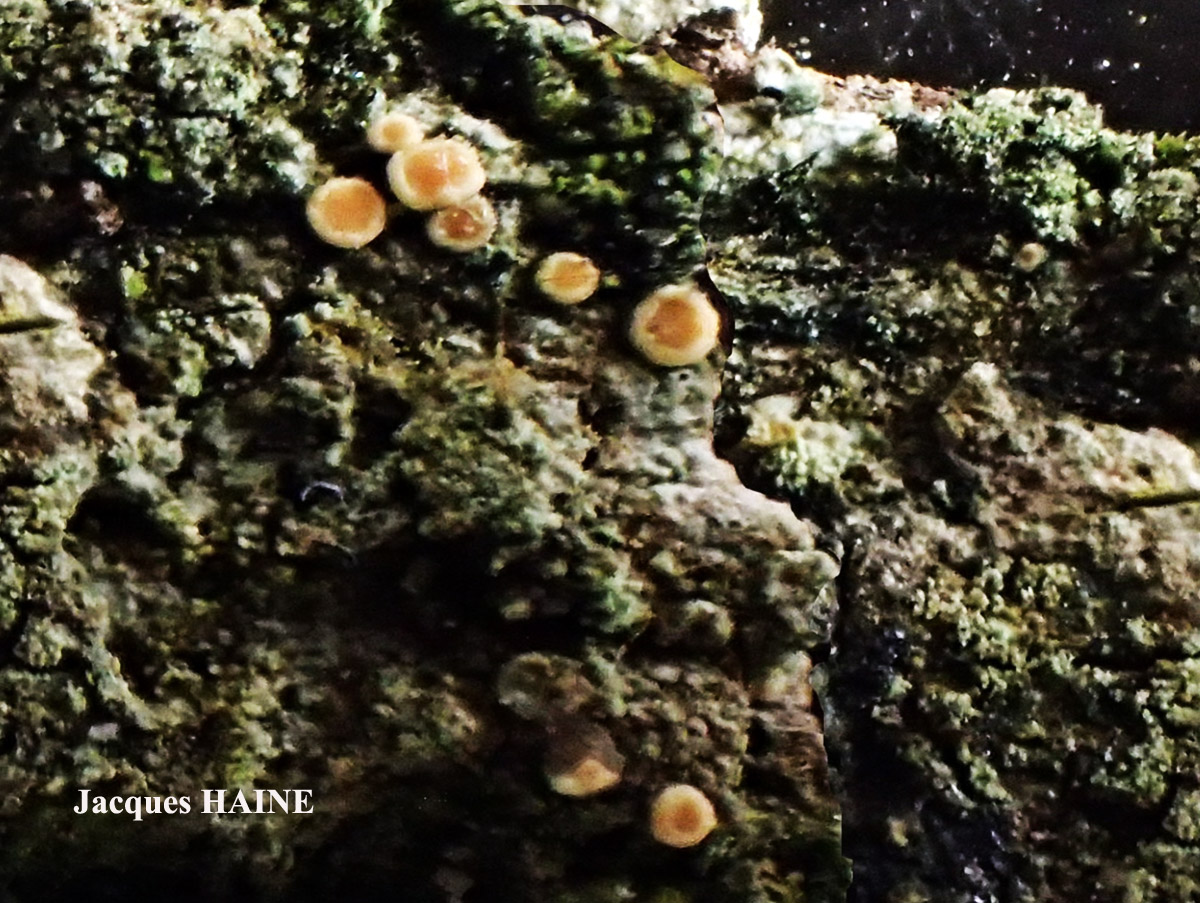 Candelariella aurella Cf. forme corticole.