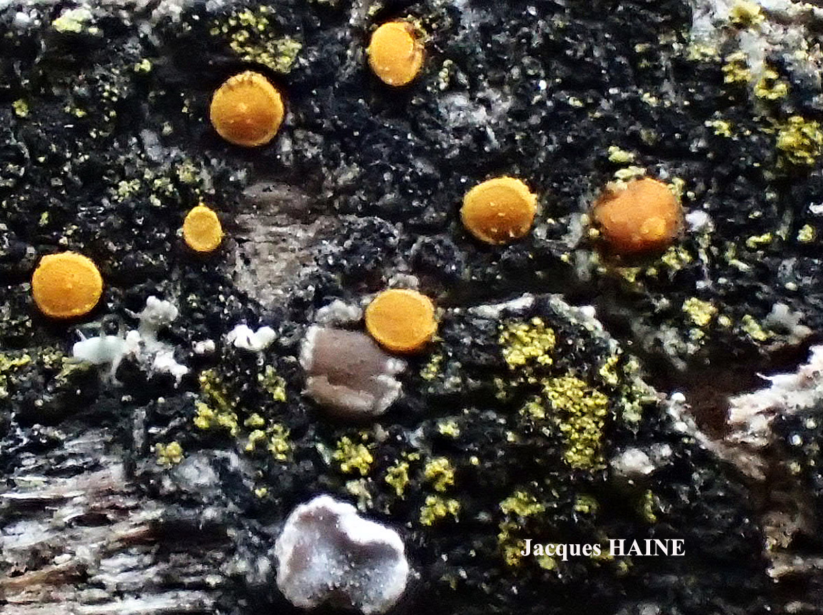 Candelariella aurella Cf. forme corticole.