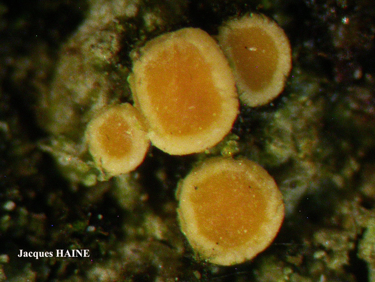 Candelariella aurella Cf. forme corticole.