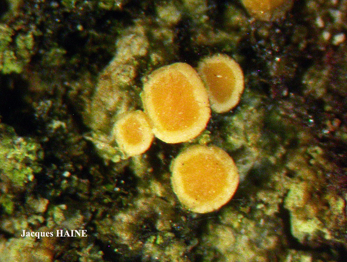 Candelariella aurella Cf. forme corticole.